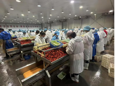 50晝夜創8000噸佳績！供銷冷鏈荊州公司小龍蝦收購戰役告捷